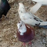 کبوتر تعداد|پرنده|ابهر, |دیوار