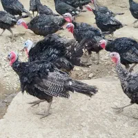 بوقلمون رسمی