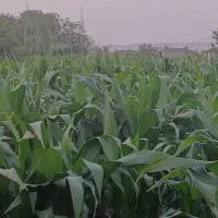 اجاره یک قطعه زمین کشاورزی به متراژ یک هکتار