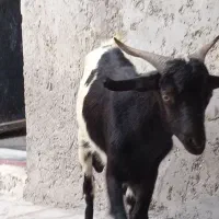کهره نر