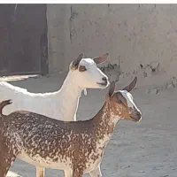 بز صلاله داشتی