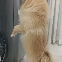 سگ پامراین روباهی|سگ|نسیمشهر, |دیوار