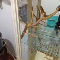 قفس .