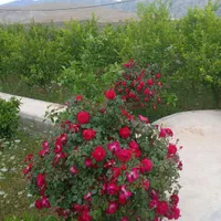 فروش ویلاباغ نقلی وشیک در روستای چهارتنگ ایذه|فروش خانه و ویلا|اهواز, امانیه|دیوار