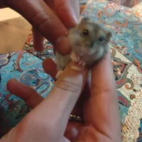 بچه همستر کمپل|موش و خرگوش|مشهد, الهیه|دیوار