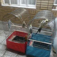 عروس هلندی