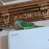 شاه طوطی زیبا با وسایل|پرنده|خوی, |دیوار