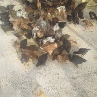 جوجه محلی گلپایگان|حیوانات مزرعه|خلیل آباد, |دیوار