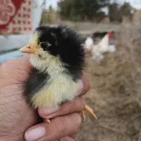 تخم مرغ دو رگ گلین|حیوانات مزرعه|تاتار علیا, |دیوار