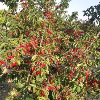 نهال|خدمات باغبانی و درختکاری|چناران, |دیوار