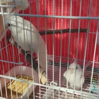 عروس هلندی آلبینو مولد|پرنده|ساری, |دیوار