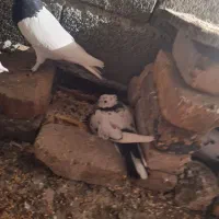 کفتر|پرنده|ماهدشت, |دیوار