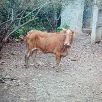 گاو محلی جوان