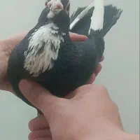 پرنده کبوتر جفت پلنگ کرمانی اصیل عتیغه