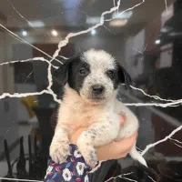 سگ...یک عدد توله پاکوتاه|سگ|مشهد, هفت تیر (نه دره)|دیوار