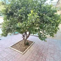 منزل ویلایی دوطبقه مستقل درب ساختمان|فروش خانه و ویلا|شیراز, بالا کفت|دیوار