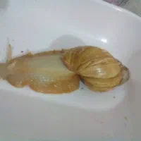 حلزون کلاژن ساز