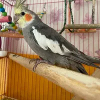 عروس هلندی سخنگو