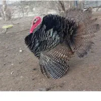 بوقلمون برنز محلی بزرگ نربه صورت هم گوشتی وهم زنده
