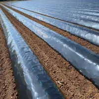 محفظه (مالچ) برای درختان پسته و سایر درختان|خدمات باغبانی و درختکاری|سیرجان, |دیوار