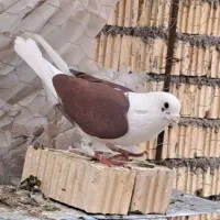 کبوتر دوکت|پرنده|داراب, |دیوار