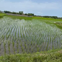 فروش زمین کشاورزی ۲۰۰۰متری معاوضه با خودرو