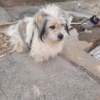 مینیاتوری، باهوش،|سگ|بیستون, |دیوار