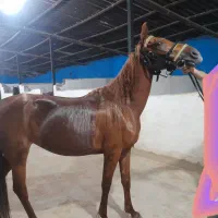 اسب|اسب و تجهیزات اسب‌سواری|اهواز, زیتون کارگری|دیوار