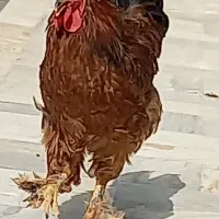خروس