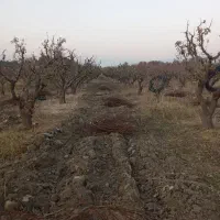 کنده وچوپ هرس فروشی|عمدهفروشی|هشتگرد, شهرک اقدسیه|دیوار