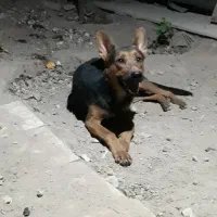 واگذاری سگ نژاد ژرمن دوبرمن|سگ|کرج, گلدشت|دیوار