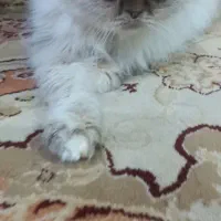 گربه پرشین