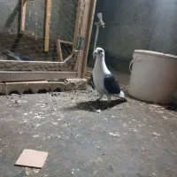 کبوتر گفتر