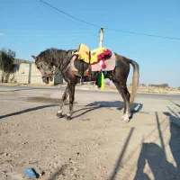 اسب|اسب و تجهیزات اسبسواری|زابل, |دیوار