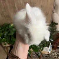 بچه خرگوش لوپ