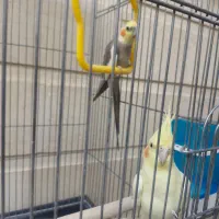 عروس هلندی|پرنده|جهرم, |دیوار