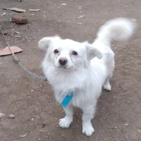 پاکوتا‌‌‌‌خانگی