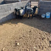 قوچ  وبره قوچ های رومانف