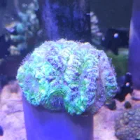 AB SHORسینولاریا آب شور و و  و|ماهی|تهران, جوادیه تهرانپارس|دیوار