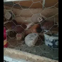 کفتر پرشی|پرنده|سیرجان, |دیوار