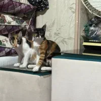 واگذاری گربه کالیکو ماده