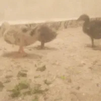 اردک|حیوانات مزرعه|اهواز, حصیرآباد|دیوار