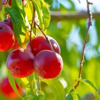 تولیدنهال شلیل رفعتی شناسه دار|خدمات باغبانی و درختکاری|نقده, |دیوار