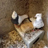 یک جفت طوقی کرمانشاهی|پرنده|پاسارگاد, |دیوار