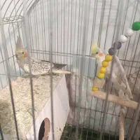 عروس هلندی|پرنده|قم, وادی السلام|دیوار