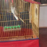 عروس هلندی|پرنده|شادگان, |دیوار