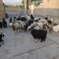 فروش یکجا مقداری میش و بز