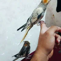 جفت عروس هلندی معاوضه