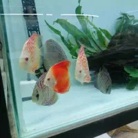 آکواریوم اسکار