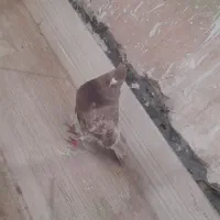 کفتر کبوتر|پرنده|ورامین, خیر آباد|دیوار